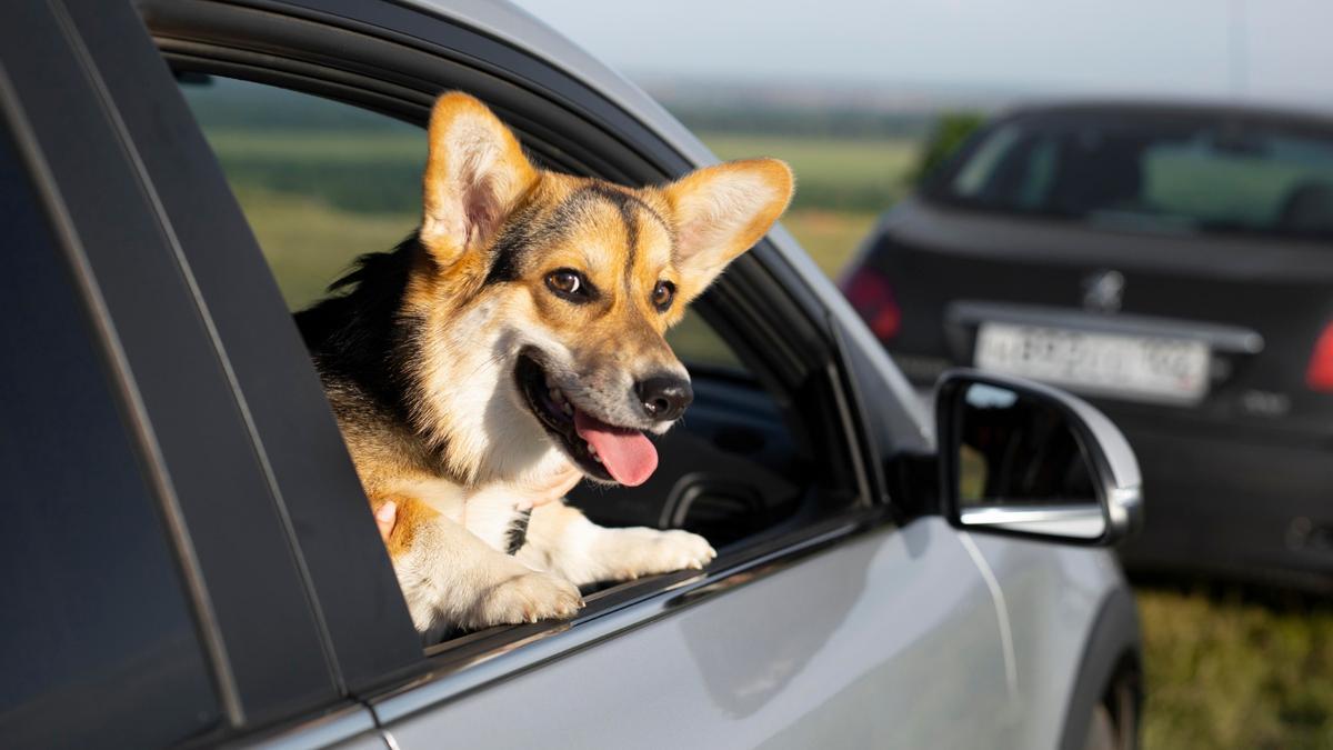 Buscar la comodidad de las mascotas en los coches.