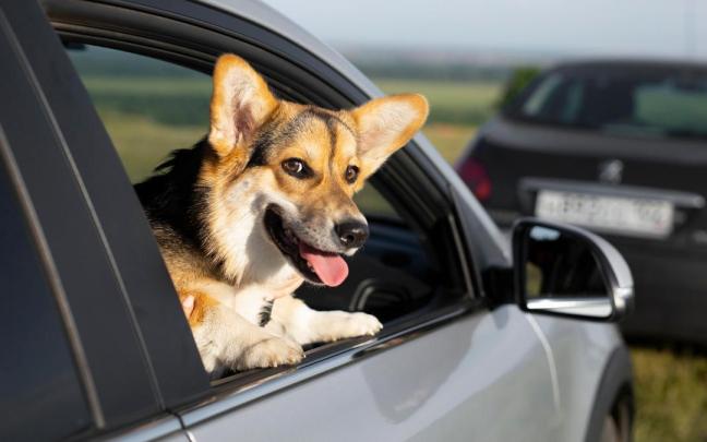 Buscar la comodidad de las mascotas en los coches.