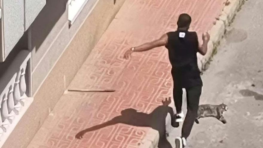 Imagen remitida por Pacma sobre la supuesta agresión al animal en Torrevieja.