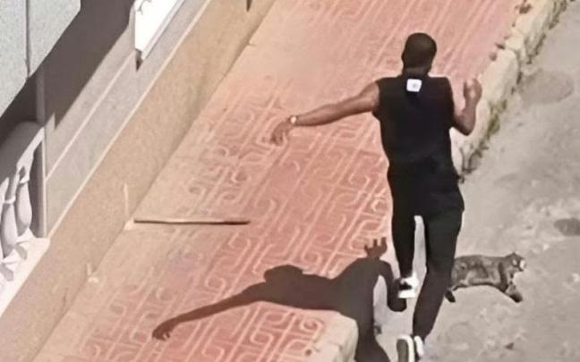 Imagen remitida por Pacma sobre la supuesta agresión al animal en Torrevieja.