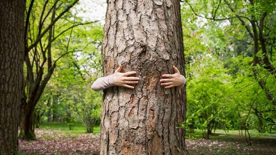 Una person abraza un árbol.