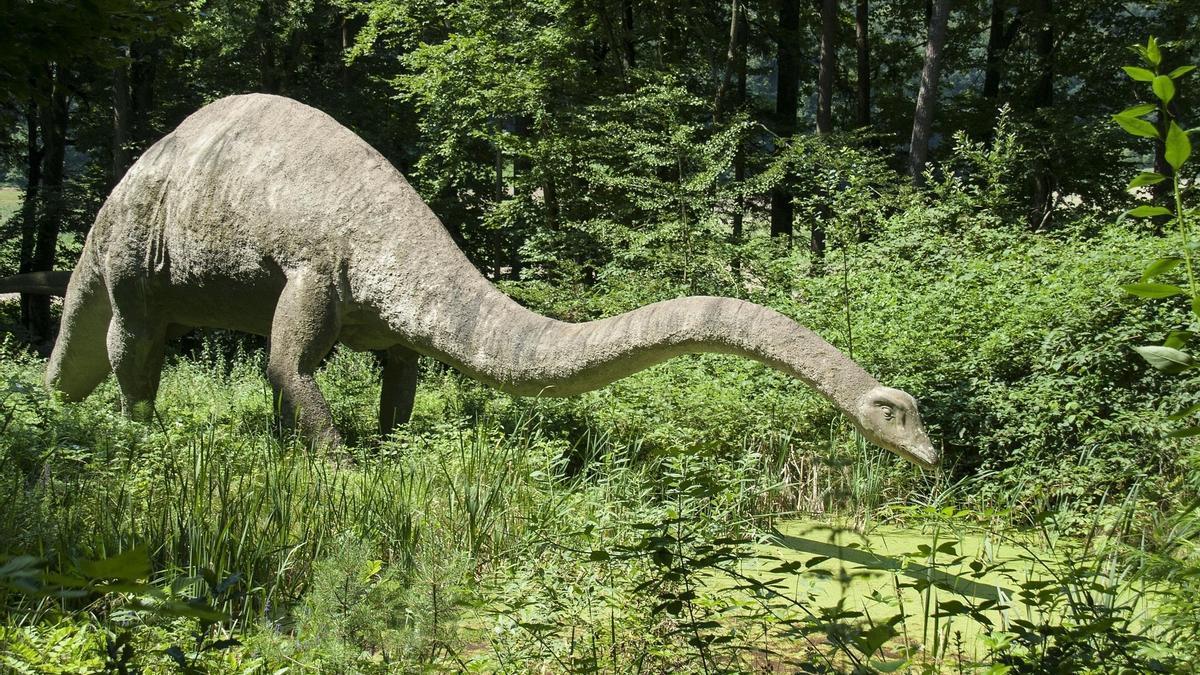 Diplodocus.