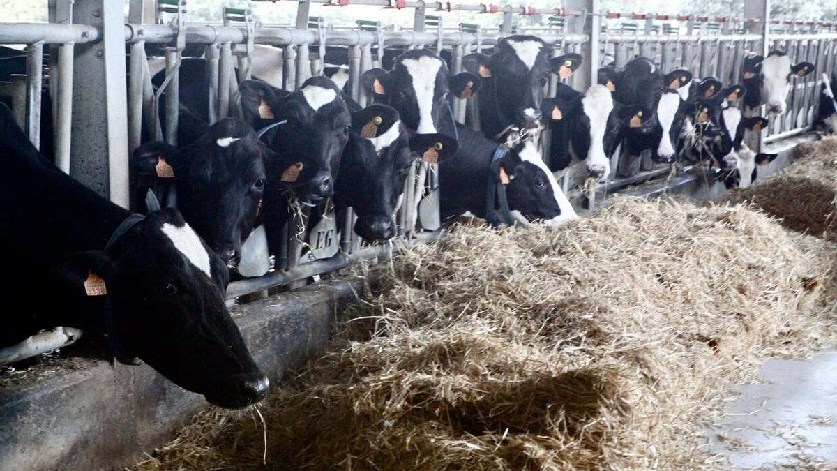 Vacas ajenas a esta información, en una explotación alavesa. Foto: Pilar Barco