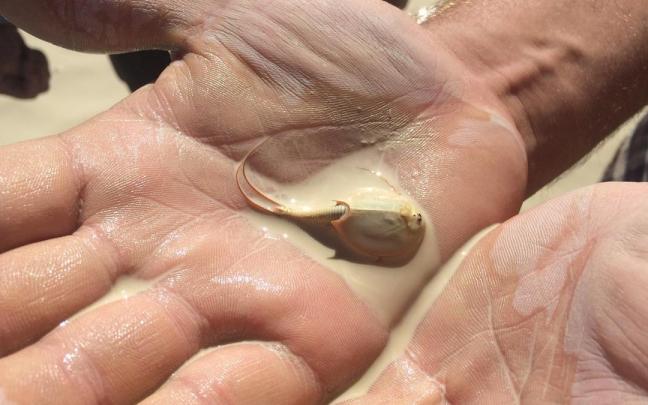 Un camarón dinosaurio (Tirops cancriformis) adulto aparecido en el festival Burning man.