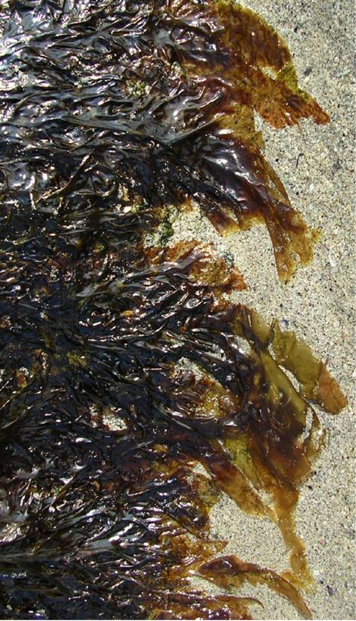 Las algas aportan sabor, textura y enriquecen el perfil nutricional.