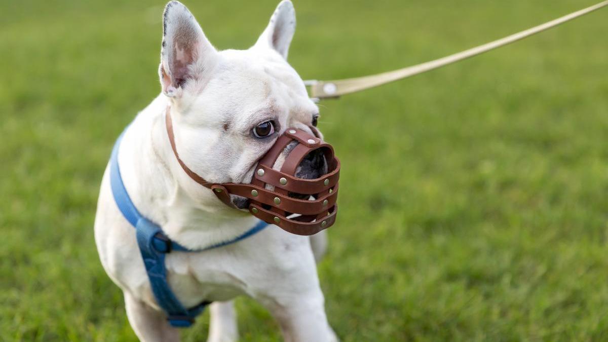 Perro con bozal