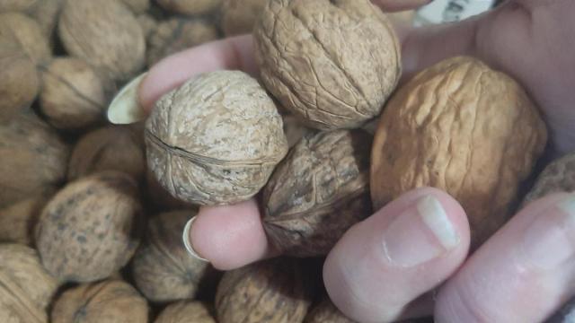 Euskadi solo produce el 20% de las nueces que consume