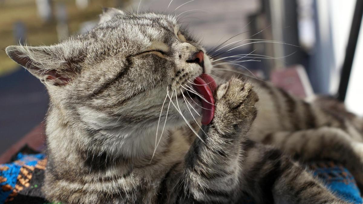 Un gato se lame la pata después de comer.