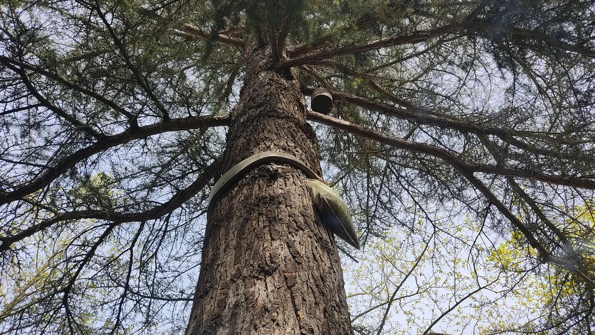 Trampa instalada por el Ayuntamiento de Pamplona en un árbol