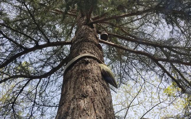Trampa instalada por el Ayuntamiento de Pamplona en un árbol Trampa instalada por el Ayuntamiento de Pamplona en un árbol