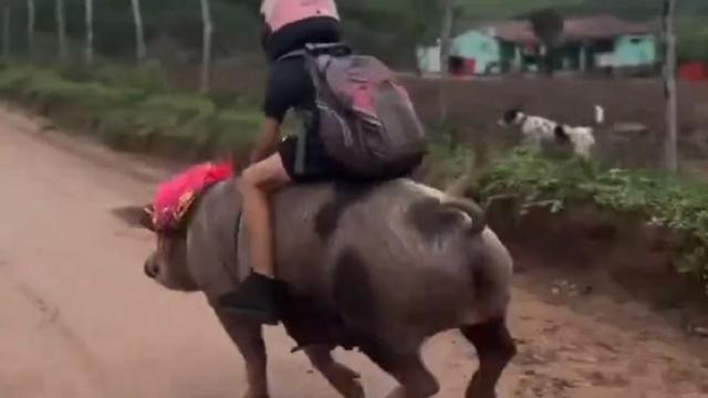 El niño viaja sobre el cerdo. / X El niño viaja sobre el cerdo.
