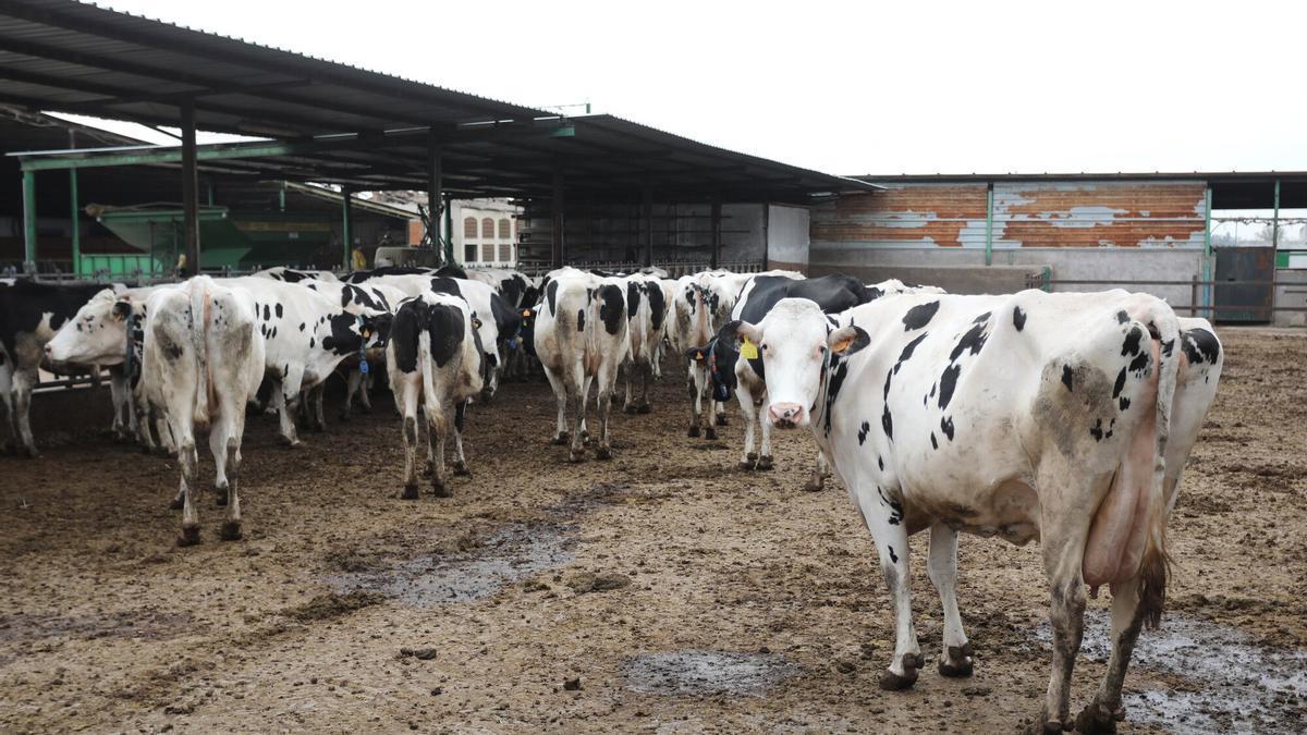 El sector lácteo está sufriendo las consecuencias de la sequía.