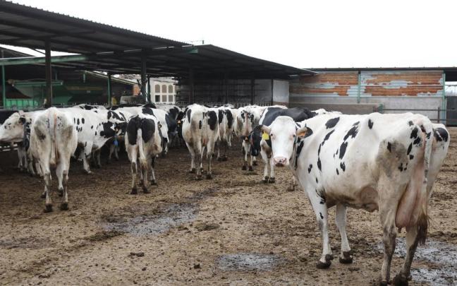 El sector lácteo está sufriendo las consecuencias de la sequía.