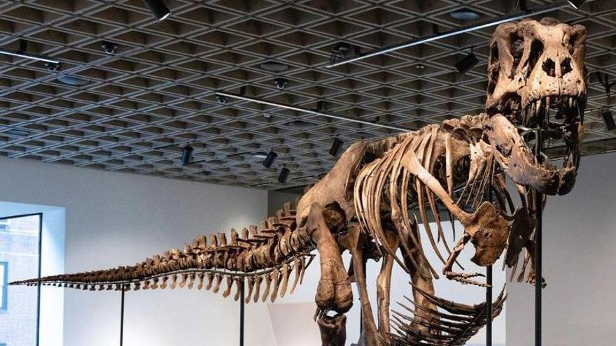 Fotografía difundida por la casa de subastas Sotheby's que muestra a personas observando un ejemplar de los esqueletos de Tyrannosaurus Rex más grandes,