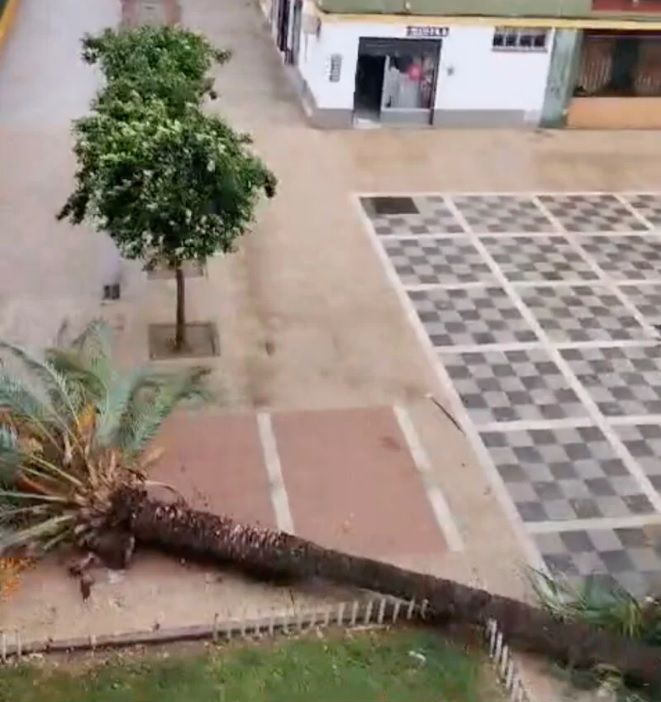 La palmera, recién caída.