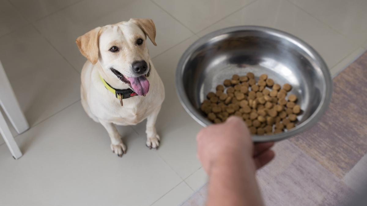 Un perro vigila atentamente el cuenco donde le llevan la comida.