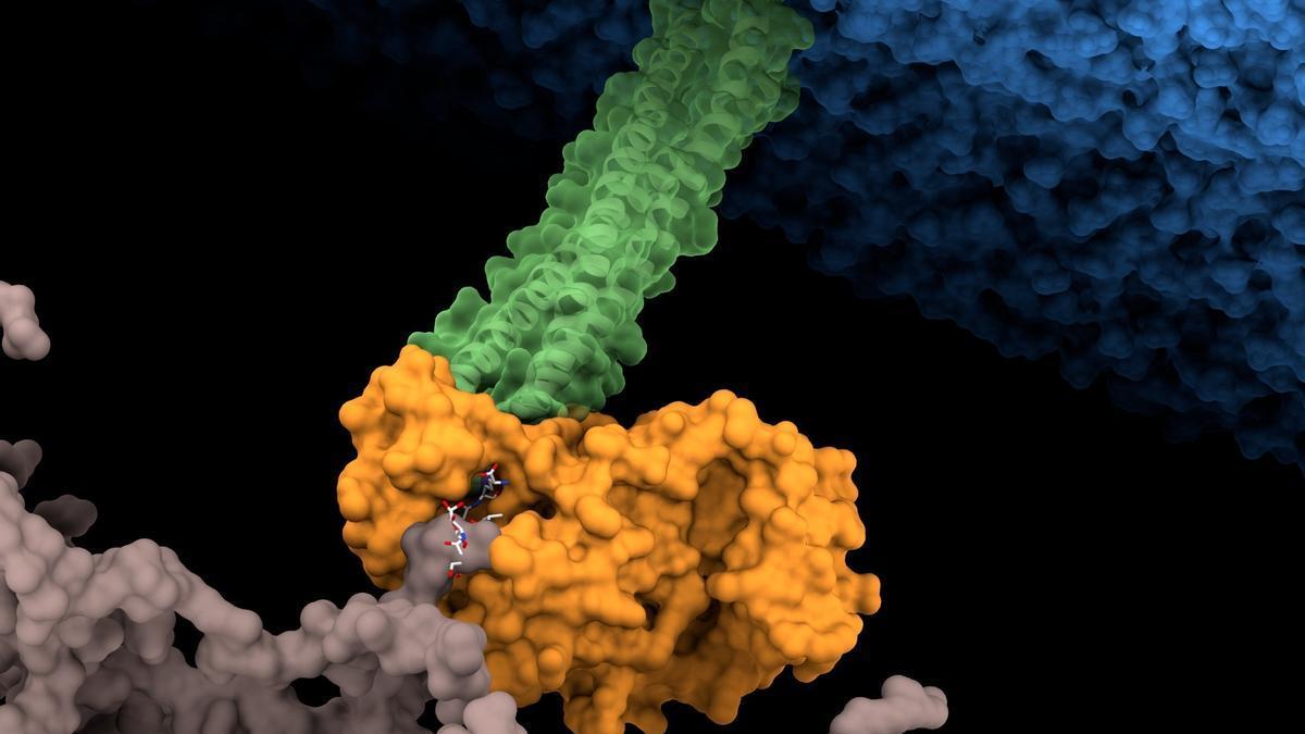 Representación del 'remache' que refuerza la impermeabilidad de la bacteria a los antibióticos.