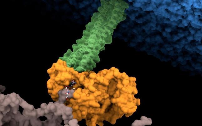 Representación del 'remache' que refuerza la impermeabilidad de la bacteria a los antibióticos.