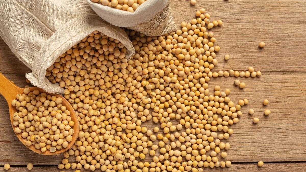 granos de soja