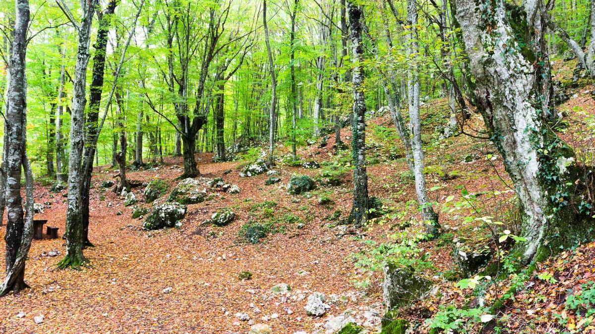 Un bosque de hayas