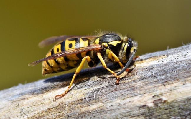 Es posible diferenciar las picaduras de abejas, avispas, mosquitos u hormigas.