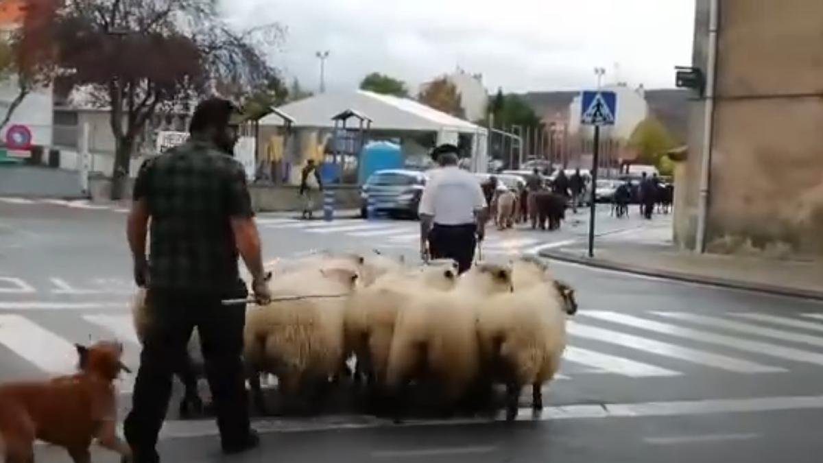 Ganado entrando en Izarra en una anterior edición