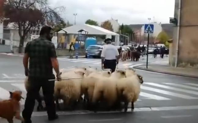 Ganado entrando en Izarra en una anterior edición