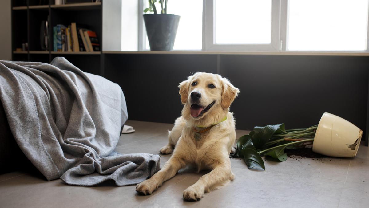 El método para enseñarle trucos a tu perro por videollamada.