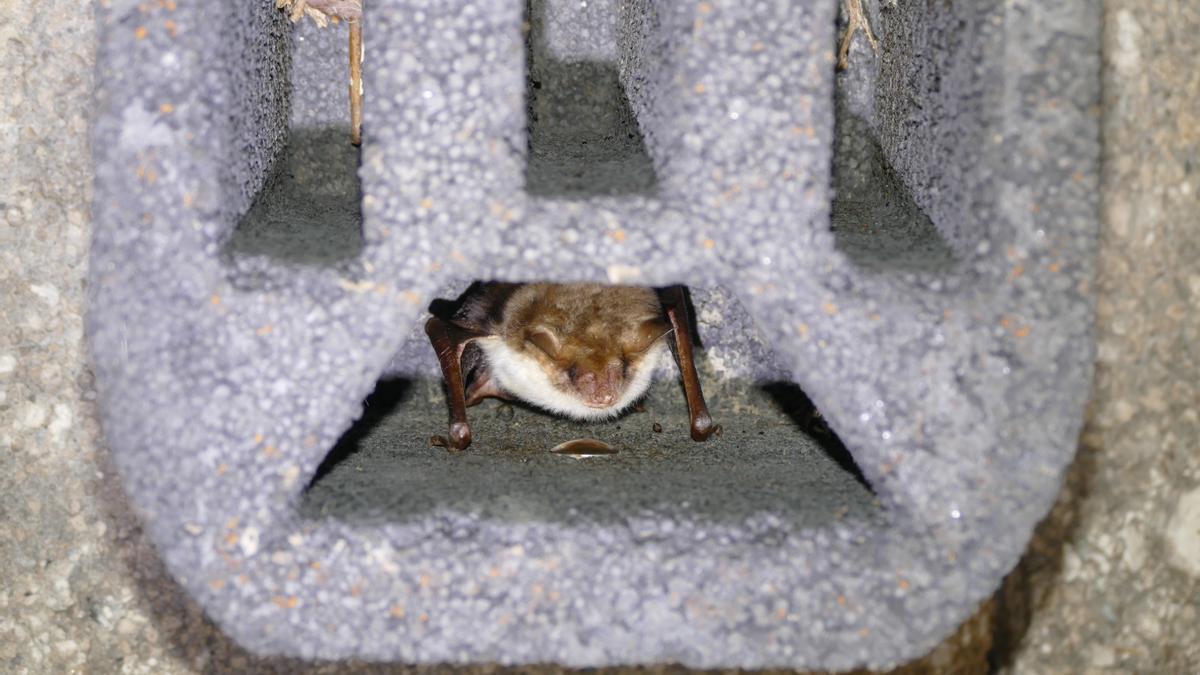 Un nóctulo mediano, en su caja-refugio.