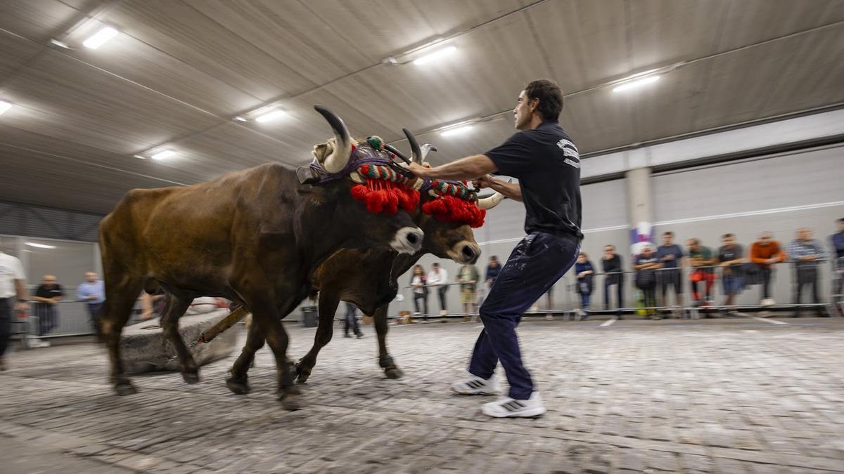 Los bueyes de Isidro Erretegia fueron los más fuertes en la cita de Elgoibar, puntuable para el Campeonato de Gipuzkoa.