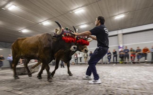 Los bueyes de Isidro Erretegia fueron los más fuertes en la cita de Elgoibar, puntuable para el Campeonato de Gipuzkoa.