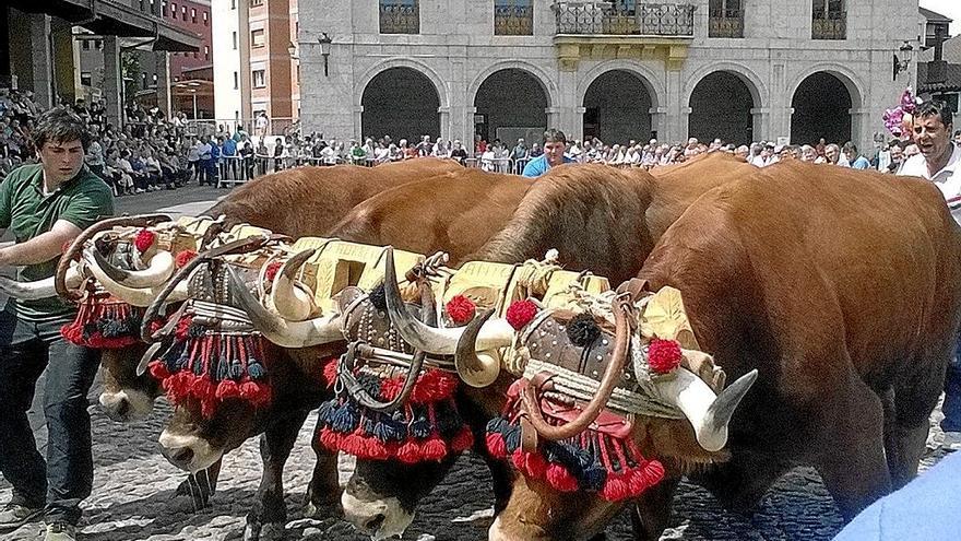 Idi dema erakustaldia, San Isidro egunean.