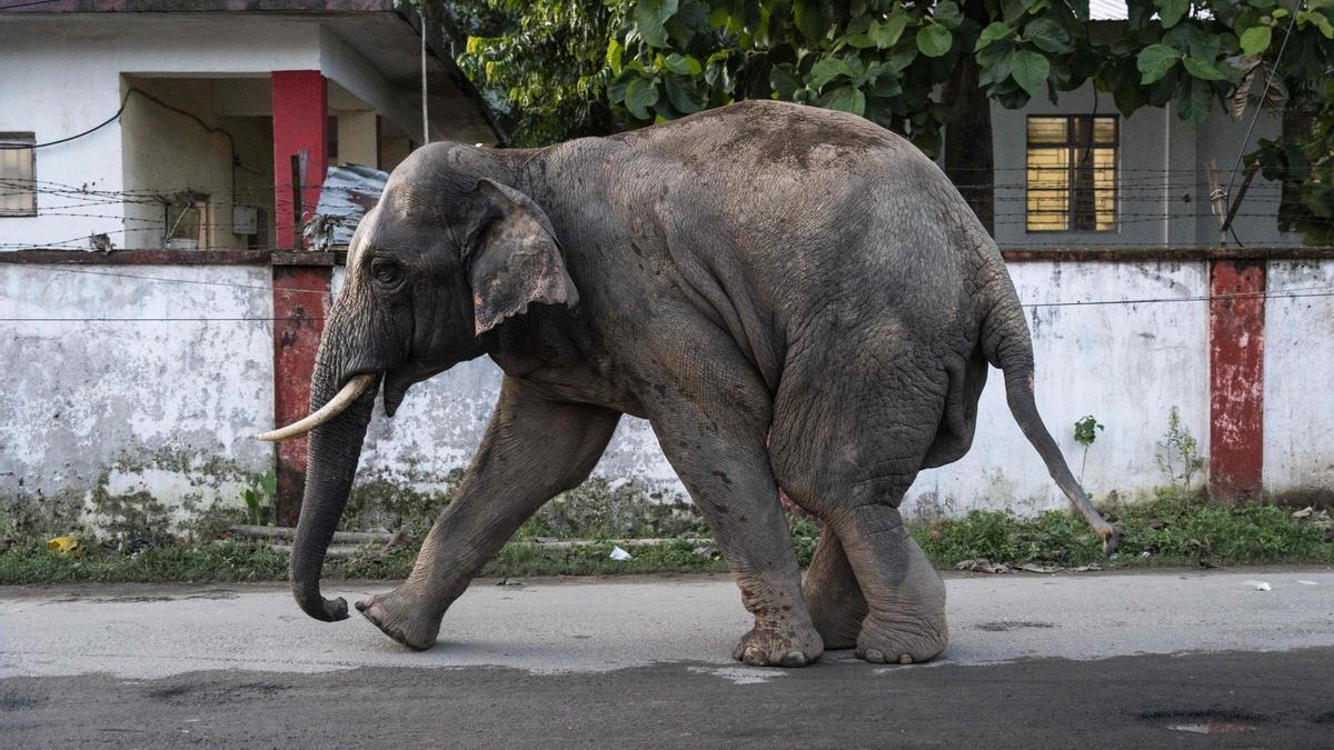 Elefante en la India.