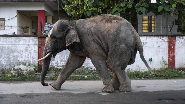 Elefante en la India.