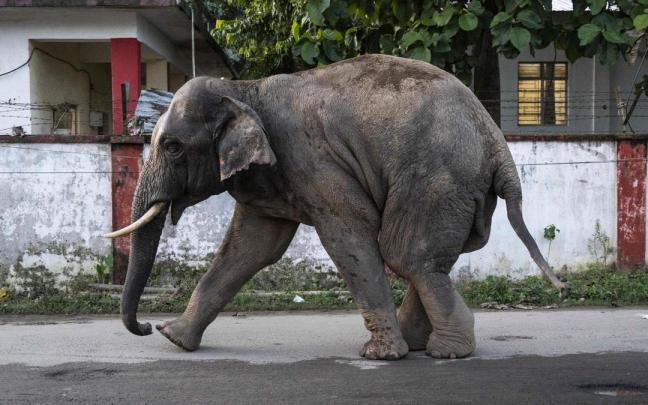 Elefante en la India.