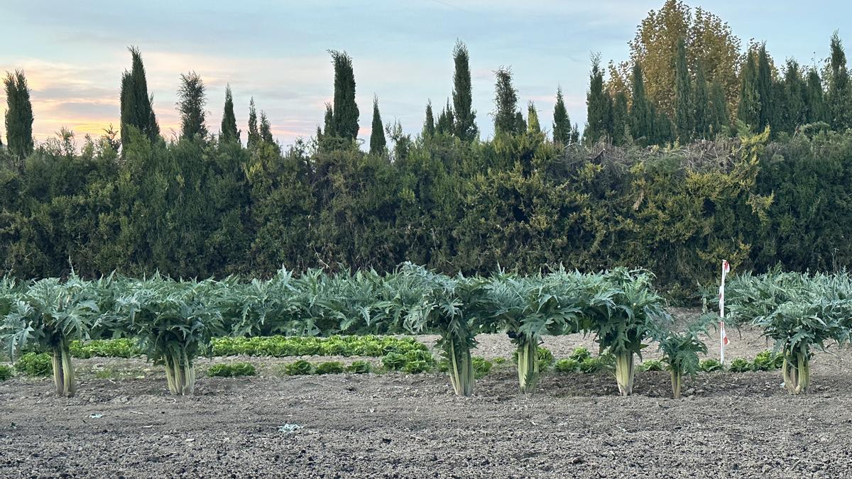 Cardos y otras verduras de invierno en la huerta del Choko de Remigio.
