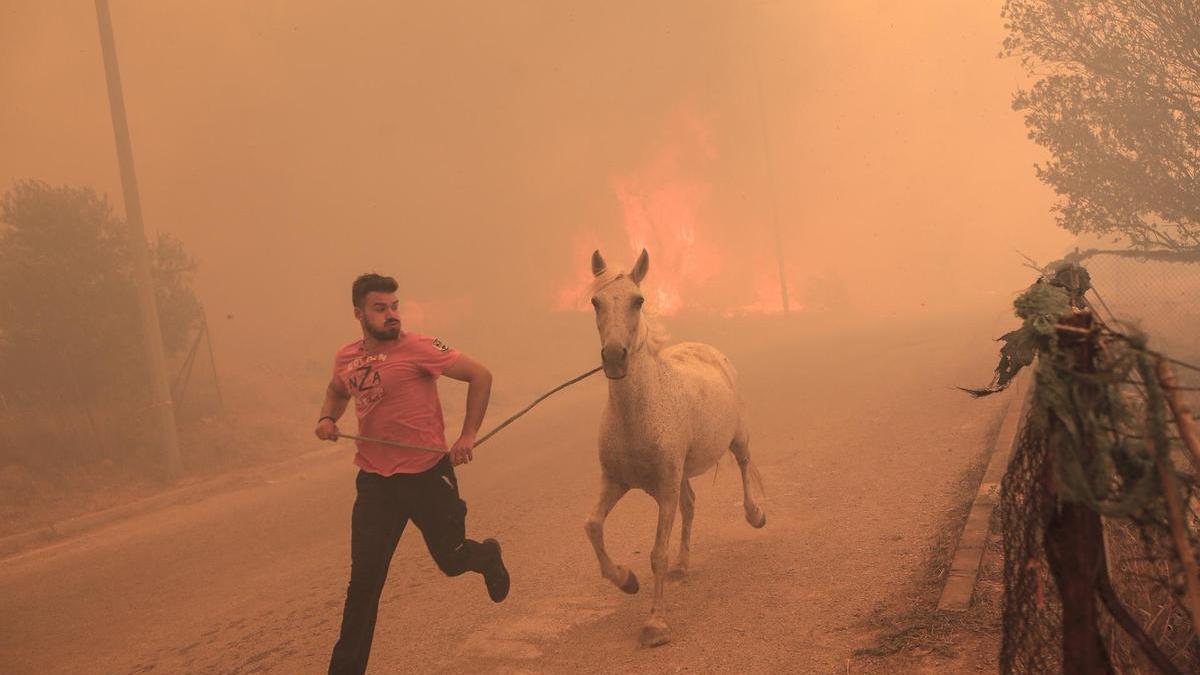 Un ganadero corre para evacuar a uno de sus caballos en medio de un incendio forestal en el área de Fyli, cerca de Atenas.