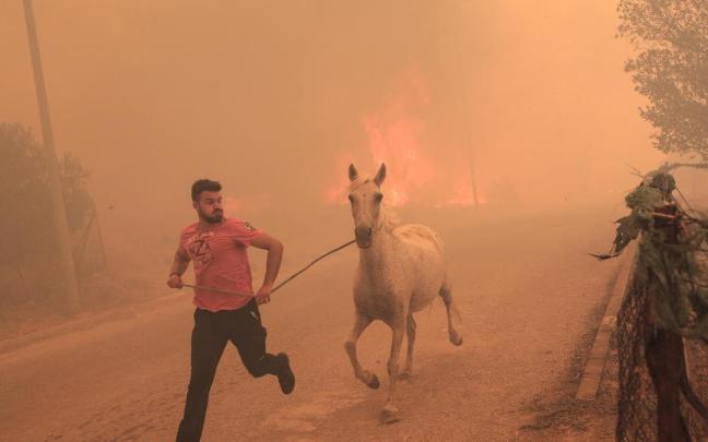 Un ganadero corre para evacuar a uno de sus caballos en medio de un incendio forestal en el área de Fyli, cerca de Atenas. Un ganadero corre para evacuar a uno de sus caballos en medio de un incendio forestal en el área de Fyli, cerca de Atenas.