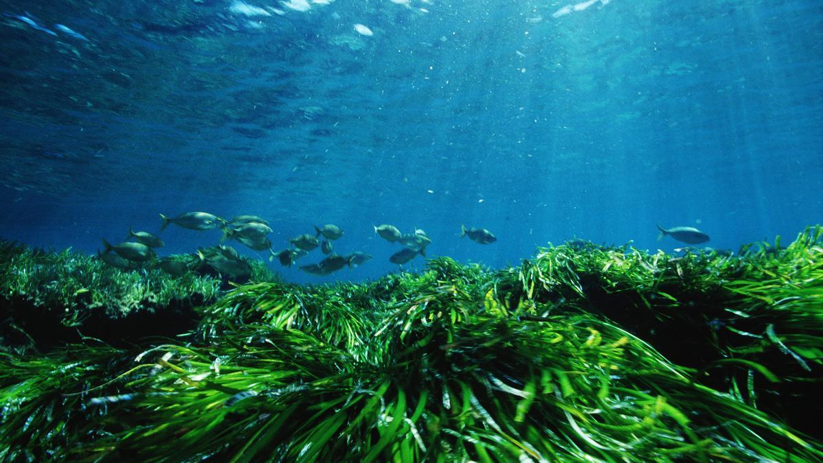 Praderas de Posidonia oceánica en Formentera.