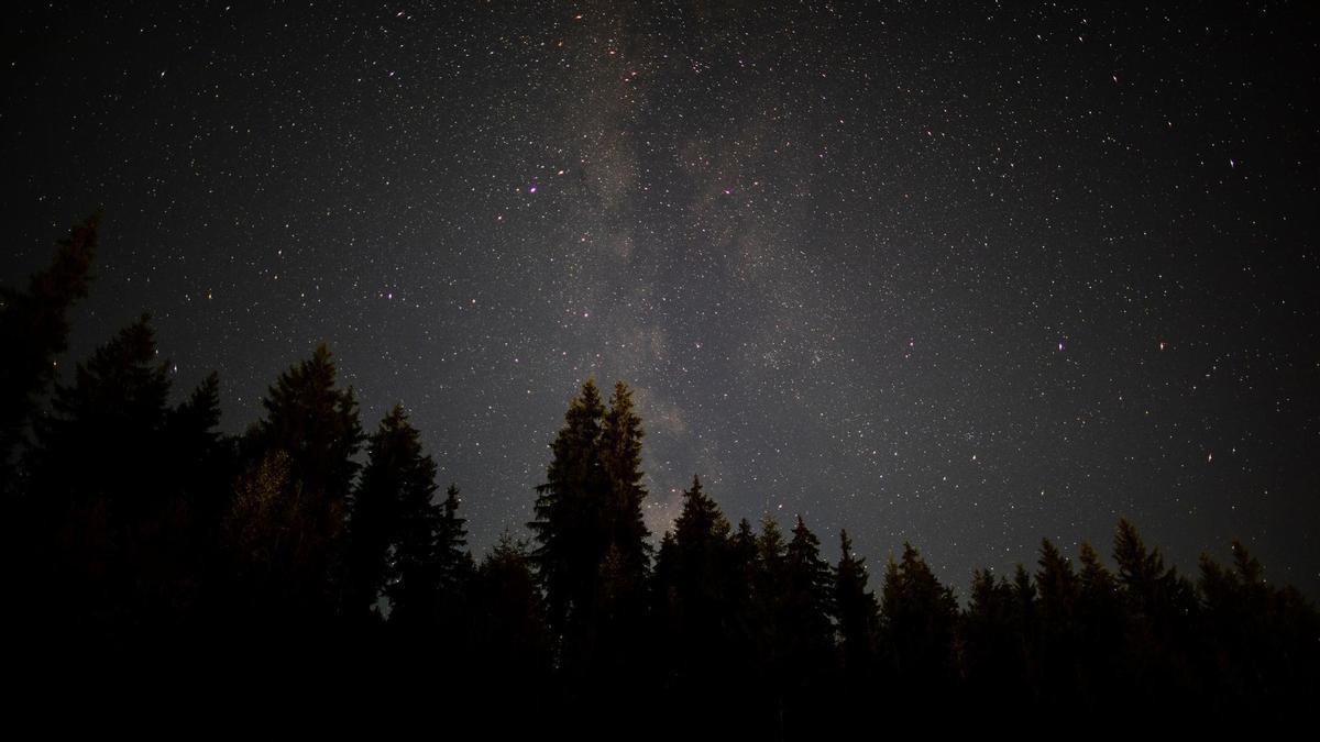 Decenas de árboles despuntan hacia el cielo nocturno estrellado.