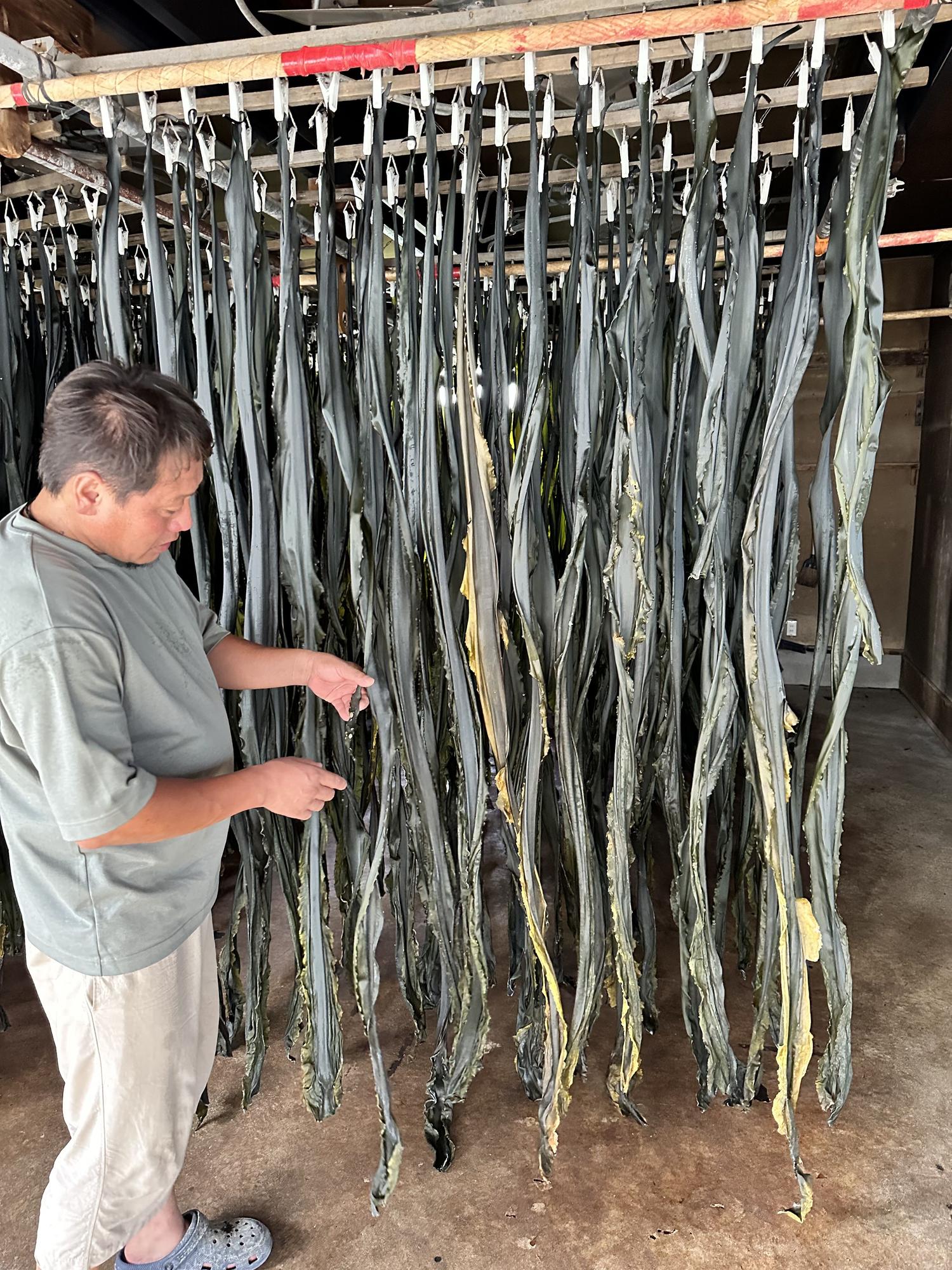 Secadero de alga kombu.