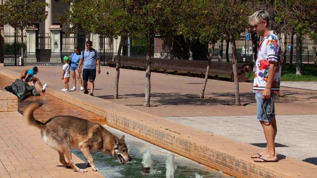 Un perro refrescándose en una fuente durante una ola de calor