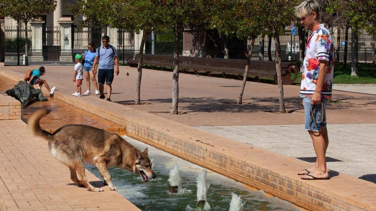 Un perro refrescándose en una fuente durante una ola de calor.