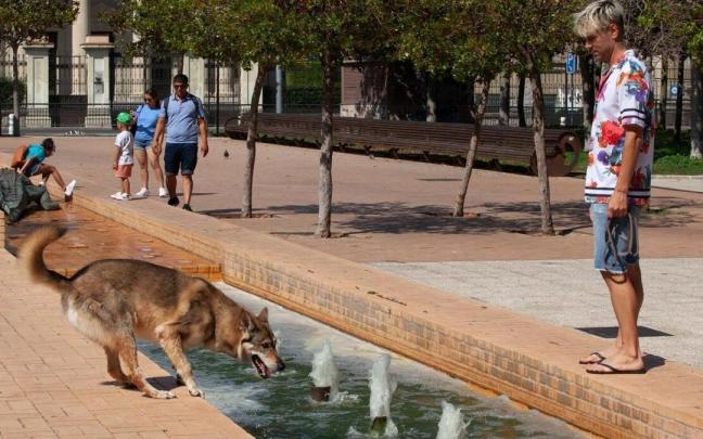 Un perro refrescándose en una fuente durante una ola de calor.