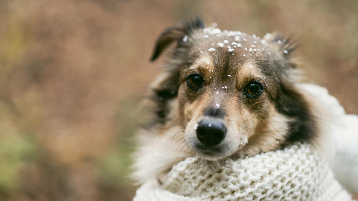 Perro pequeño abrigado en invierno