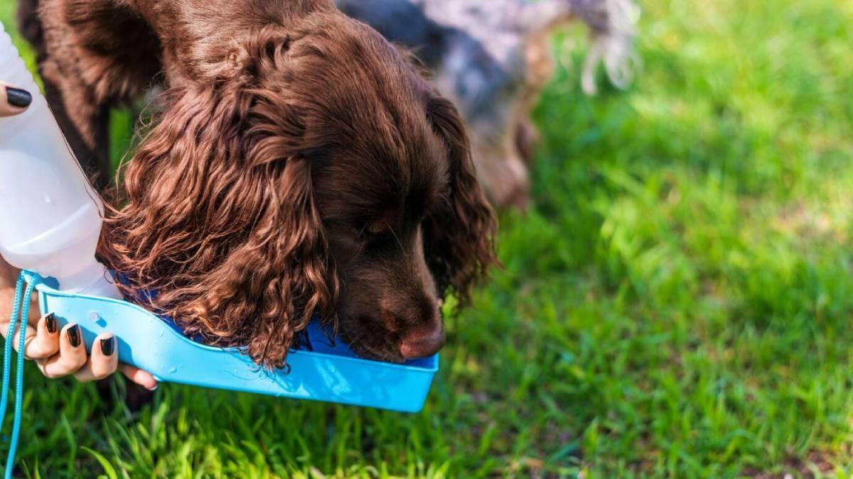 Perro bebe agua durante el paseo en una botella especialmente diseñada para ellos.