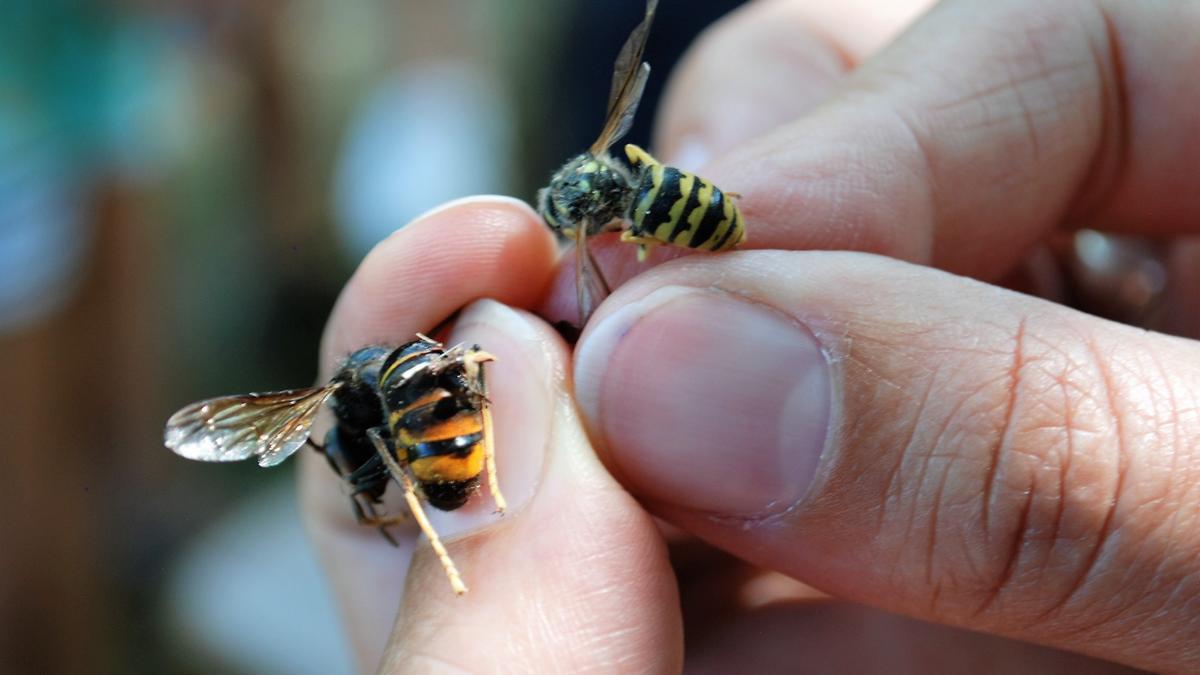 Una apicultora muestra la diferencia entre una avispa asiática (izquierda) y una autóctona (derecha)