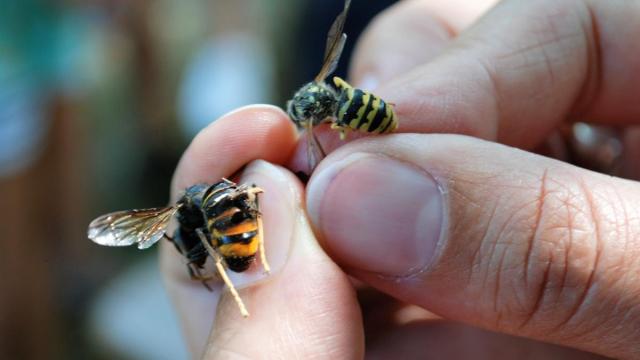 Una apicultora muestra la diferencia entre una avispa asiática (izquierda) y una autóctona (derecha)