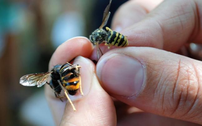 Una apicultora muestra la diferencia entre una avispa asiática (izquierda) y una autóctona (derecha)