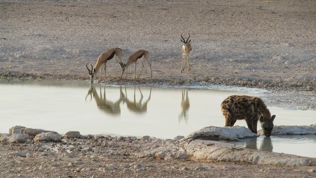 Una hiena y varias gacelas en el parque nacional de Etosha, situado en el norte de Namibia, en una foto de archivo.